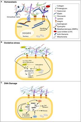 Linking Oxidative Stress and DNA Damage to Changes in the Expression of Extracellular Matrix Components